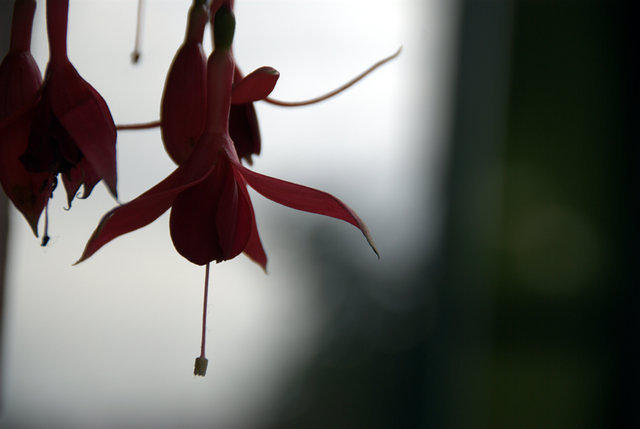 Flower at Pike Market, 27,485 octets